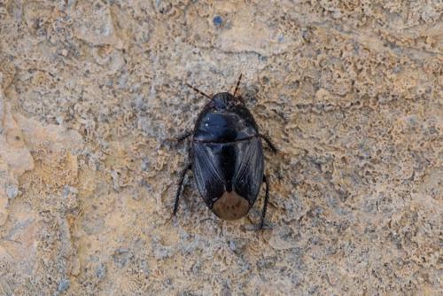 Réf. 220 556 : Macroscytus brunneus